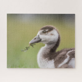 Quebra-cabeça Foto natural do Pintinho de Ganso Bonito