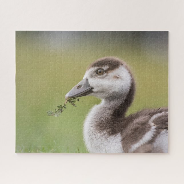 Quebra-cabeça Foto natural do Pintinho de Ganso Bonito (Horizontal)