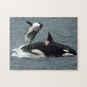 Quebra-cabeça Foto Orca da Baleia Assassina do Alaska