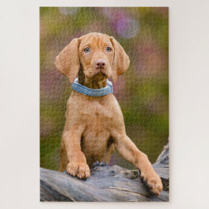 Quebra-cabeça Foto para o Cachorro da Vizsla Dog Húngaro