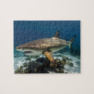 Quebra-cabeça Foto personalizada Peixe-tubarão branco-azul perso