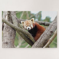 quebra-cabeça Foto vermelha panda, animais 0524.