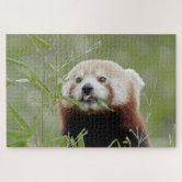 Panda Vermelho - Quebra-Cabeça - Geniol