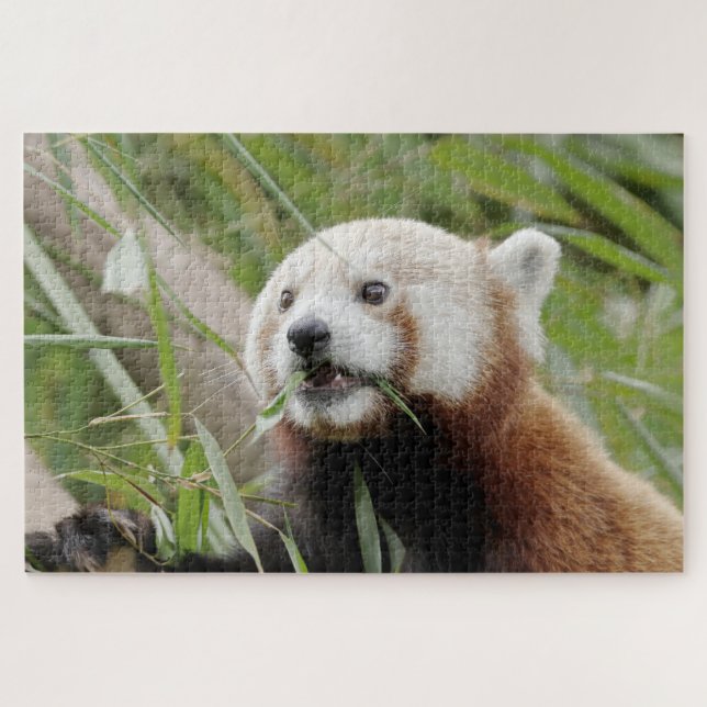 quebra-cabeça Foto vermelha panda, animais 0528. (Horizontal)