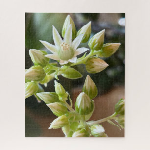Quebra-cabeça Fotografia aproximada das flores de Aeonium de Haw
