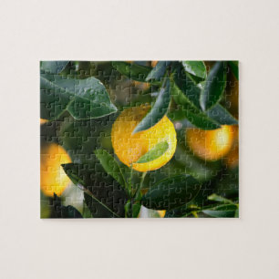 Quebra-cabeça Fotografia da Fruta da árvore Lemon