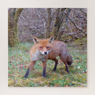 Quebra-cabeça Fotografia da Natureza de Raposa Vermelha Fofa no