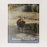 Fotografia da vida selvagem Bison Yellowstone