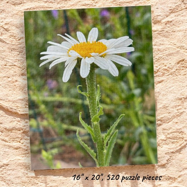 Quebra-cabeça Fotografia de Fecho Floral de Margarida Branca do  (Completed Shasta Daisy jigsaw puzzle.)