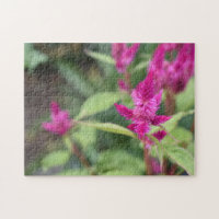 Fotografia de Flores Rosa Celosia Garden Nature