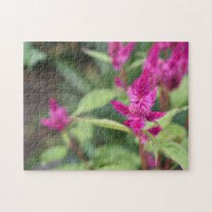 Quebra-cabeça Fotografia de Flores Rosa Celosia Garden Nature