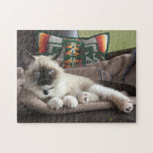 Quebra-cabeça Fotografia de Glamor Blue Eyed Siamese Kitten