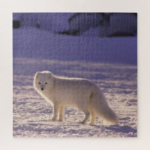 Quebra-cabeça Fotografia de inverno com Raposa Árctica Branca Cu
