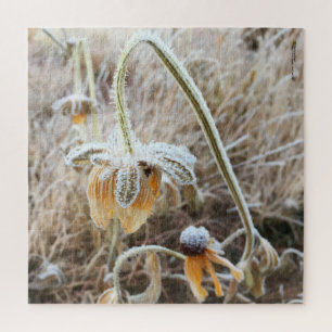 Quebra-cabeça Fotografia de Rudbeckia Blooms, Frost de inverno