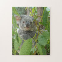 Fotografia do Cute Koala Bear Baby Austrália