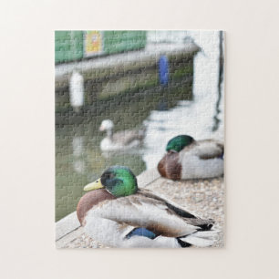 Quebra-cabeça Fotografia do Pato d'Água na Natureza
