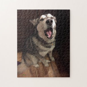Quebra-cabeça Fotografia engraçada do Alasca Malamute