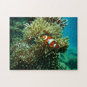 Quebra-cabeça Fotos náuticas Fotografia de animais marinhos