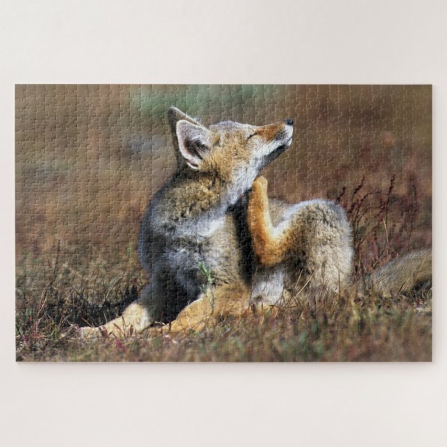 Quebra-cabeça Fox Cinza no Parque Nacional Torres Del Paine (Horizontal)