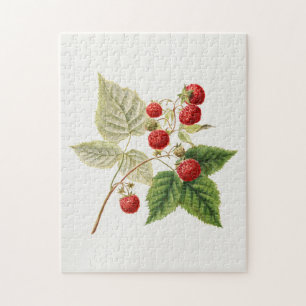 Quebra-cabeça Framboesas Vermelhas (Rubus Xneglectus) - Fruta