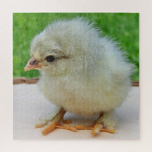 Quebra-cabeça frango, animal, pintinho, ave, fazenda, fofo, queb