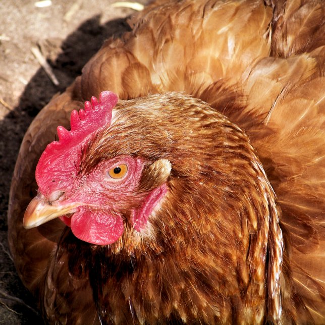 QUEBRA-CABEÇA FRANGO CUTO (Criador carregado)