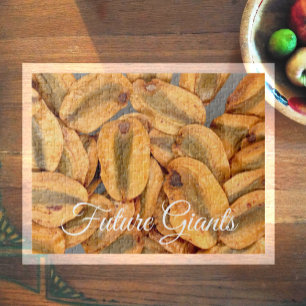 Quebra-cabeça Futuros Gigantes, Sementes de Sequoias Gigantes