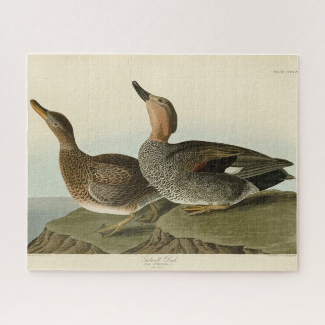 Quebra-cabeça Gadwall Duck - John Audubon's Birds of America (Horizontal)