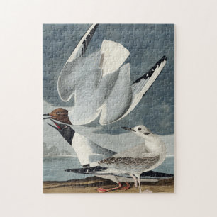 Quebra-cabeça Gaivota de Bonaparte de Birds of America