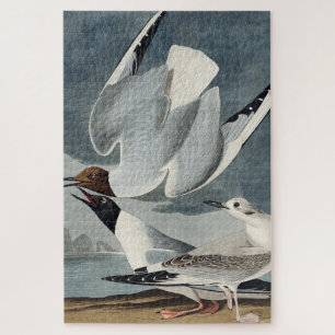 Quebra-cabeça Gaivota de Bonaparte de Birds of America
