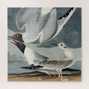 Quebra-cabeça Gaivota de Bonaparte de Birds of America