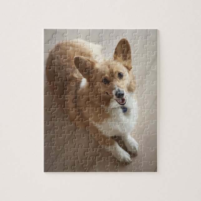 Quebra-cabeça Galês Pembroke Corgi cão deitado no chão da madeir (Vertical)