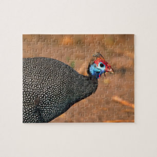 Quebra-cabeça Galinha-d'angola (Numida meleagris). África,