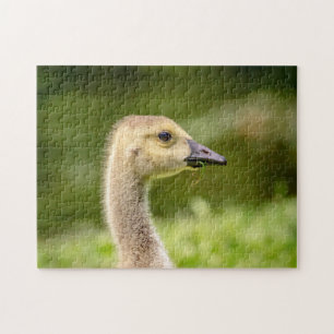 Quebra-cabeça Ganso canadense (Gosling)
