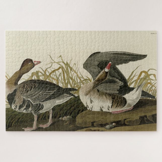 Quebra-cabeça Ganso de frente branca das aves de Audubon da Amér (Horizontal)