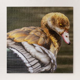 Quebra-cabeça Ganso Egípcio Close-Up Arte da Natureza Vida Selva