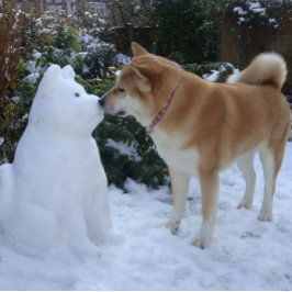 Quebra-cabeça gatinha akita beijando cachorro do boneco de neve