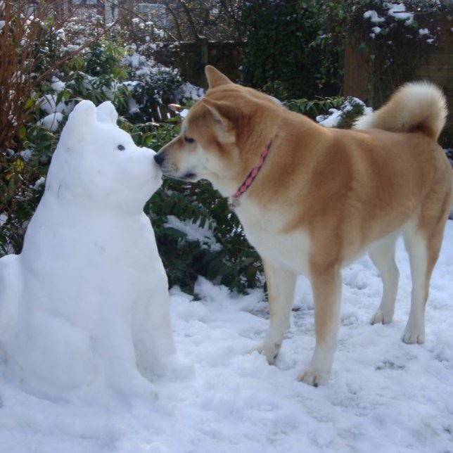 Quebra-cabeça gatinha akita beijando cachorro do boneco de neve  (Criador carregado)