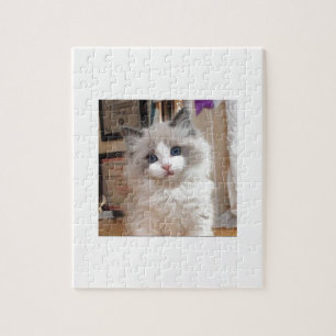 Quebra-cabeça Gatinho Cutie de Ragdoll