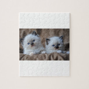 Quebra-cabeça Gatinhos de Ragdoll