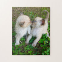 gatinhos se beijando