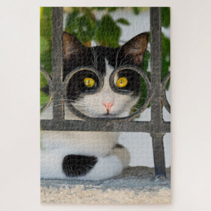 Quebra-cabeça Gato Curioso com Óculos Enquadre Engraçado