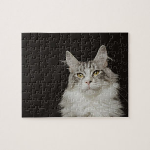 Quebra-cabeça Gato de racum adulto de Maine