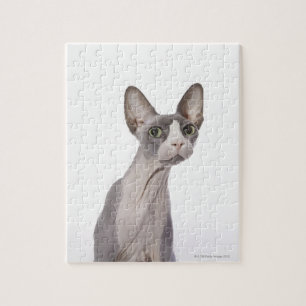 Quebra-cabeça Gato de Sphynx com expressão surpreendida