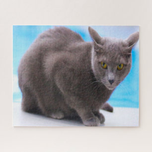 Quebra-cabeça Gatos azuis do russo