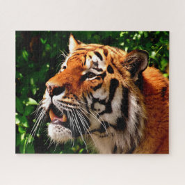 Quebra-cabeça Gatos grandes dos tigres