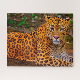 Quebra-cabeça Gatos Grandes Jaguar.