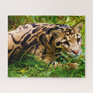 Quebra-cabeça Gatos grandes nublados do leopardo