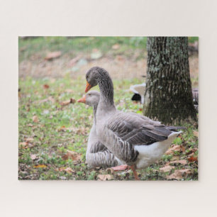 Quebra-cabeça Geese