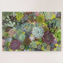 Genéricos Suculentos